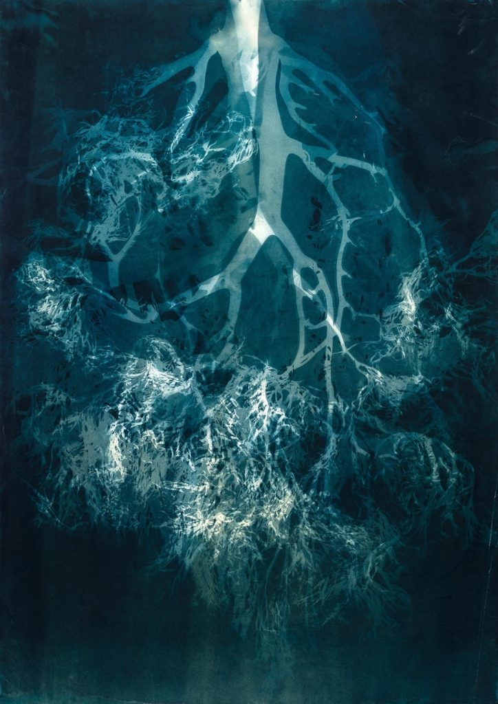 "Algarium: Bosques Submarinos" ["Algarium: Underwater Forests"] by Chilean artist María Luisa Donoso Fernández. Learn moer about this piece here: https://cehab.brown.edu/about/about-banner-artwork